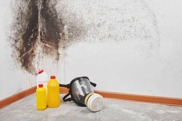 Reliable St Francis, KS Mold Removal Solutions