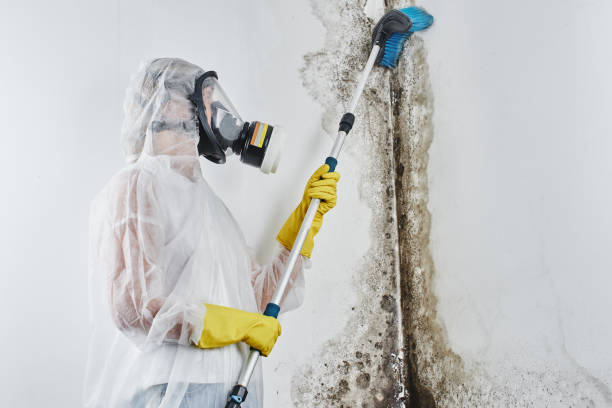 Best Residential Mold Removal  in St Francis, KS