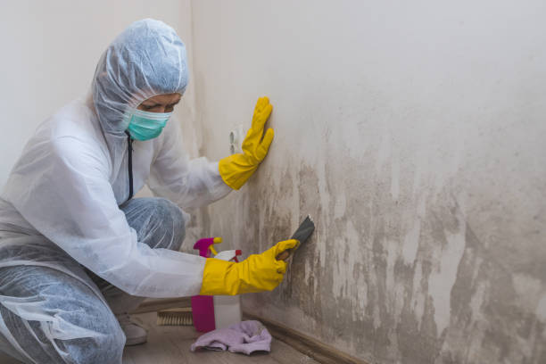 Best Toxic Mold Removal  in St Francis, KS