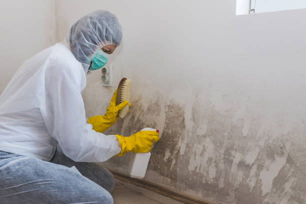 Best Certified Mold Removal  in St Francis, KS