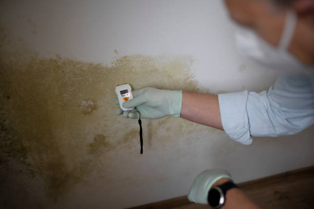 Best Mold Damage Repair  in St Francis, KS