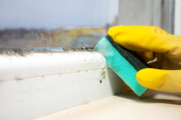 St Francis, KS Mold Removal Company