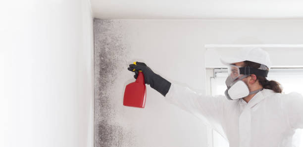 Best Affordable Mold Removal  in St Francis, KS