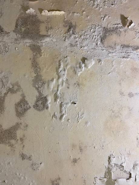Best Mold Cleaning Services  in St Francis, KS