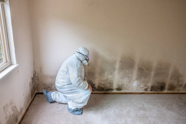 Best Mold Testing  in St Francis, KS