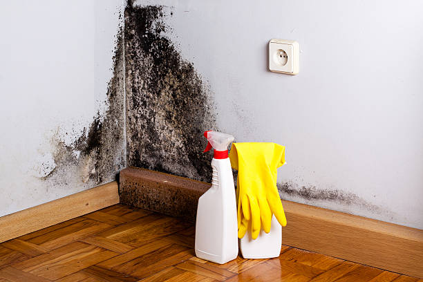 Best Best Mold Removal Companies  in St Francis, KS