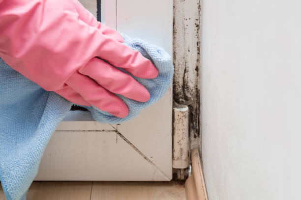 Best Mold Removal Company Near Me  in St Francis, KS