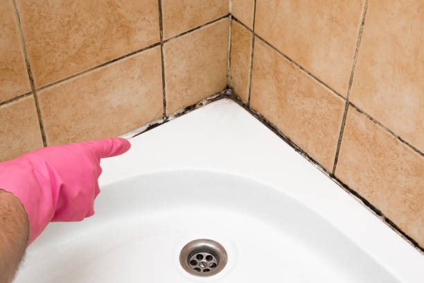 Best Affordable Mold Removal  in St Francis, KS