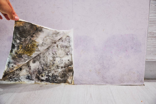 Best Emergency Mold Removal  in St Francis, KS